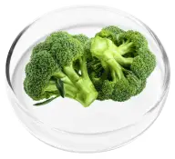 Alpha Lipoic Acid ALA for Nerve Support and Antioxidant Protection