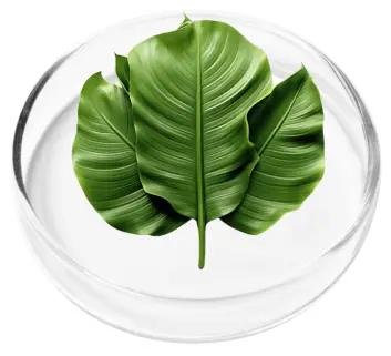 Natural Banaba Leaf for Metabolic and Cognitive Support