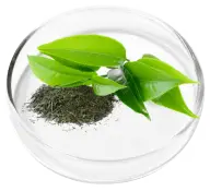Green Tea Leaf Extract for Natural Energy and Brain Health