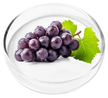 Resveratrol Antioxidant for Longevity and Cellular Support