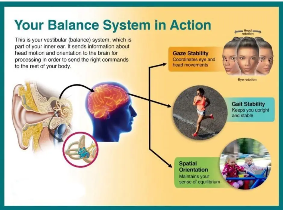 Human Vestibular System Diagram Inner Ear Balance Support